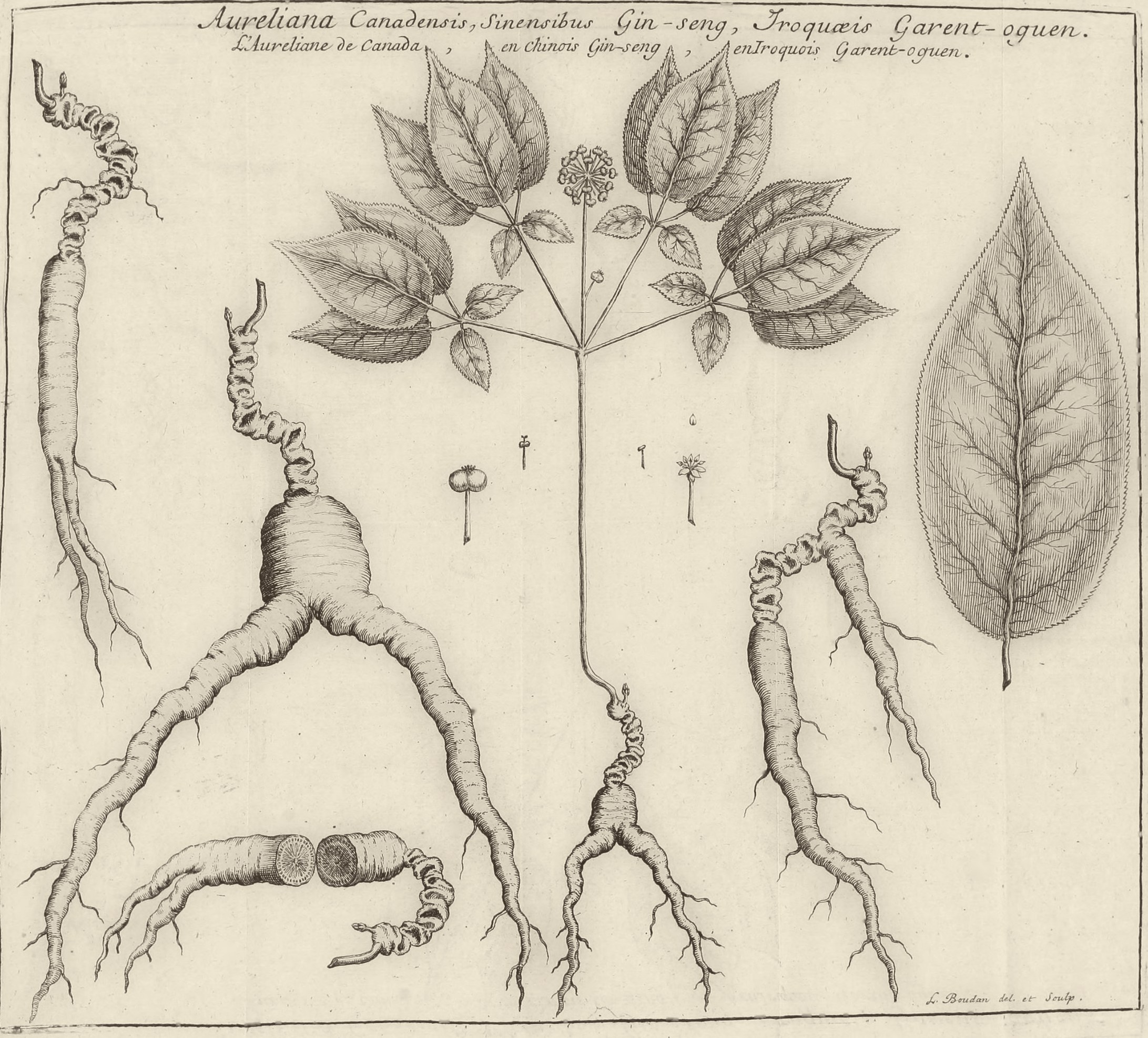The Root That Crossed Oceans: Ginseng, a Jesuit, a Mohawk Healer and the China Trade
